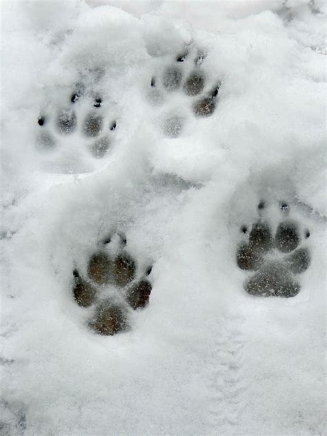 Perfect Paw Prints Paw Print Prints Yorkie Moms