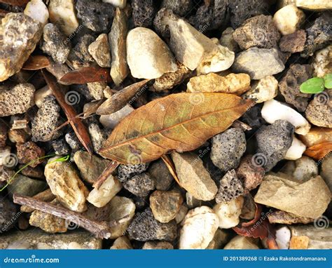 Background Of Small Pebbles With A Dried Autumn Leaf Stock Photo