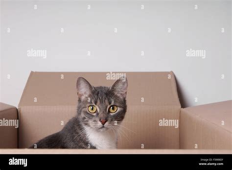 Cat In Cardboard Box Stock Photo Alamy