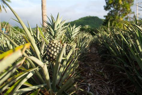 Organic Pineapple Garden And Mountains Stock Image Image Of Natural
