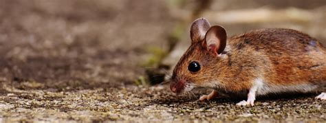 Deer Mice And Other Disease Carrying Mice Can Be Deadly Imperial Pest