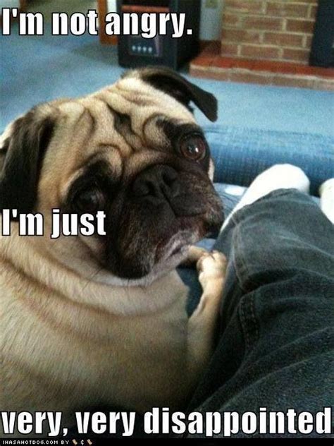 Im Just Disappointed Pugs Funny Funny Dog Photos Funny Pug Pictures