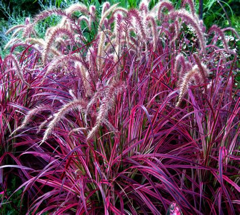 Wispy ornamental grasses are versatile plants in any landscape that can provide four seasons of interest. 10 Garden Grasses for your landscape | Ornamental Grasses ...