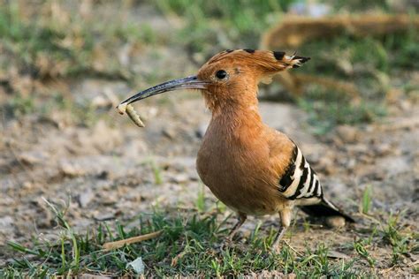 Eurasian Hoopoe Bubo Birding