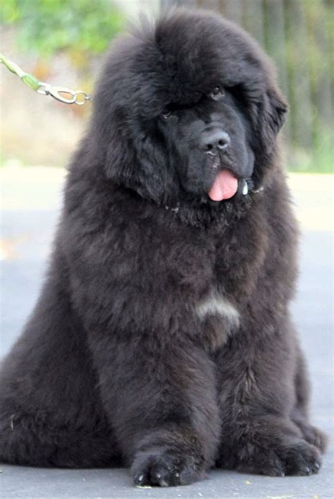 His big, fluffy coat sheds dirt easily, but some are prone to drool. Pin by Brenda Simonton on Nuffin but Newfs !! | Cute big ...