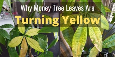 Reasons For Money Tree Leaves Falling Off Or Turning Yellow