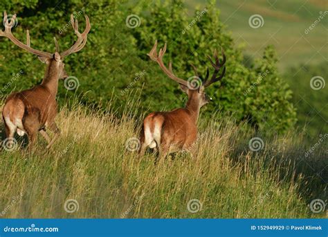 Deer Stag With Growing Antlers Walking On The Meadow And Grazing Grass
