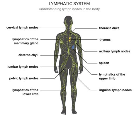 Assisted Lymphatic Therapy — Inner Space