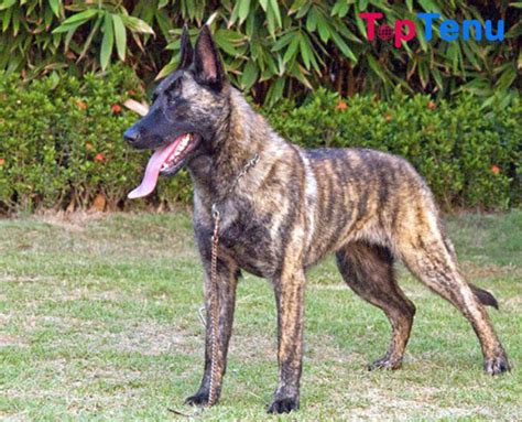 Top 17 Best Police Dog Breeds In The World Toptenu