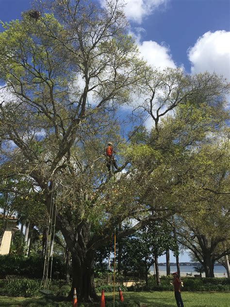 Are licensed & insured for your protection. Palm Harbor Tree Service - Pinellas Tree Service