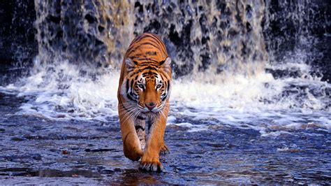 Tiger Waterfall Animal Wallpaper 611 1920x1080 1080p Wallpaper Hd