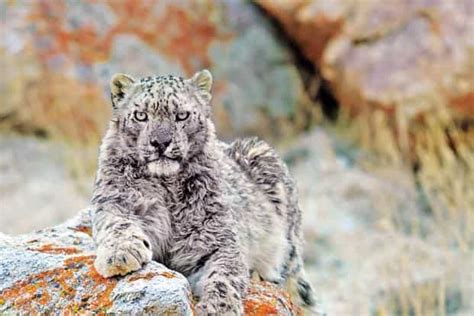 Sikkim is gamut of rich wildlife. Sikkim Animals Name / Sikkim Birds High Resolution Stock ...