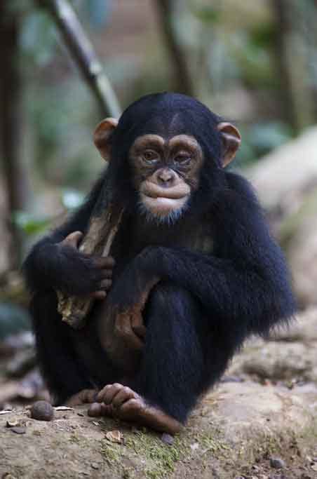 Chimpanzee history and some interesting facts