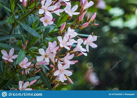 Closeup Of Pink White Flowers Of Oleander Nerium In Israel In The