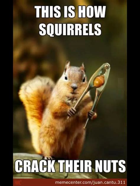 Pin By Lori Reynolds On Best Animal Memes Squirrel Funny Cute