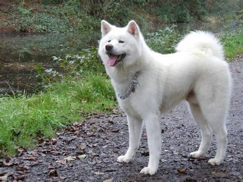 White Akita Inu Akita Puppies Akita Dog Japanese Dog Breeds Japanese