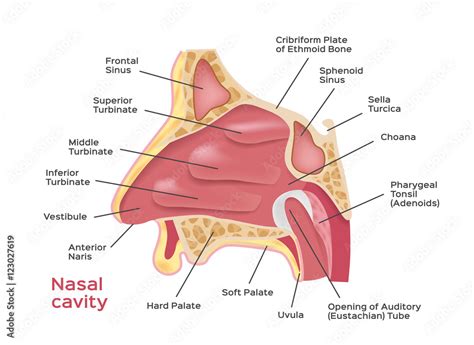 Fototapeta Nasal Cavity Vector Illustration Of Human Nose Diagram Inside Of Nose Na Wymiar