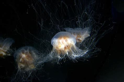 Jellyfish Aquarium Underwater Peaceful Sea Life Jellies Pikist