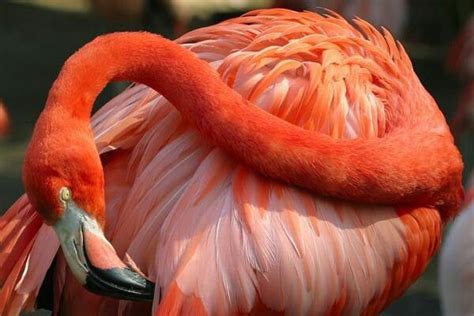 Flamingo Most Beautiful Birds Beautiful World Gorgeous Flamingo