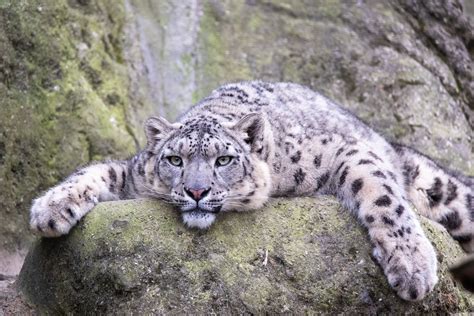 Snep Lying On A Rock A Picture Of A Snow Leopard Cloudtail The
