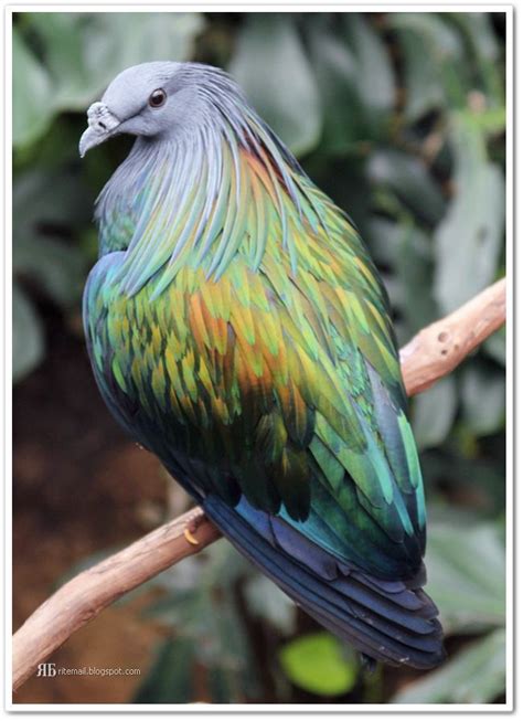 14 Awesome Gorgeous And Unusual Birds Simply Get It