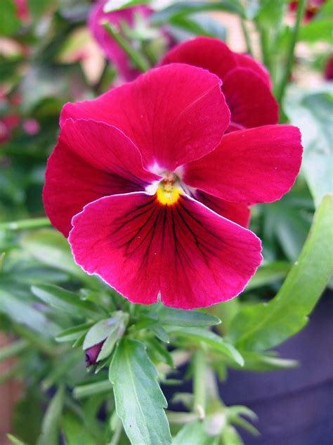 Pink Pansy Pansies Flower Garden Ale Colours Plants Pattern Quick