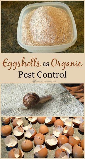 Buy yourself a bottle and fight off insects in a safe, organic, and biodegradable way. Using Eggshells as Organic Pest Control | Organic insecticide, Egg shells, Pest control