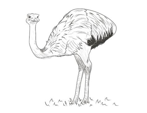 How To Draw An Ostrich With A Pencil Step By Step Drawing Tutorial