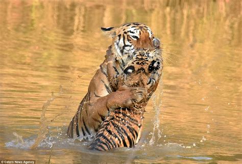 Pictures Show Tiger Mother Dunking Her Cub Underwater To Give It A Good