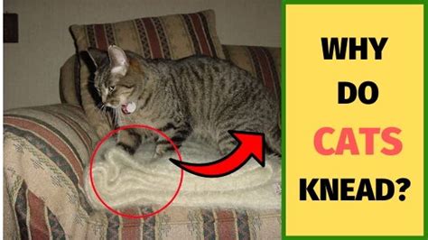 Why Do Cats Knead 5 Reasons That Will Surprise You Kitty County