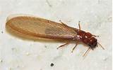 Images of Flying Termite Pics