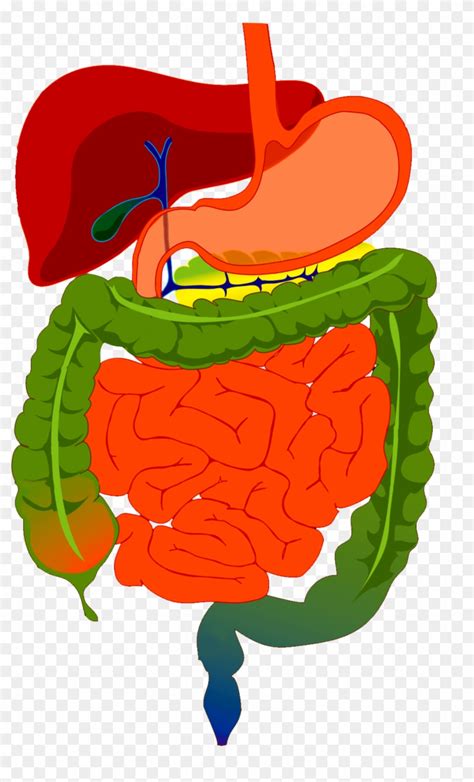Human Digestive System Clipart