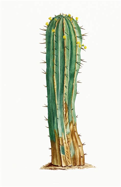 Cactus Cacti Art Vintage Free Stock Photo Public Domain Pictures