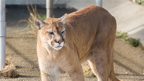 Cougar Mountain Zoo Issaquah Holiday Accommodation From Au 77night