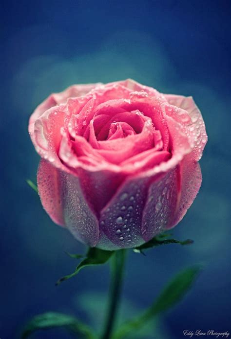Beautiful Flowers Flowers Pink Rose Mooie Rozen
