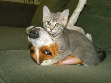 Cute Funny Animalz Funny Animal Love Pictures And