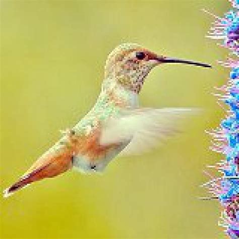 Place the feeder where you can easily observe hummingbirds from a distance, such as from the kitchen table. Top 8 Reasons to Make Your Own Hummingbird Nectar ...