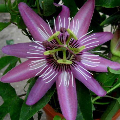 Vásároljon Victoria Golgotavirág Passiflora Caerulea Victoria Sweet