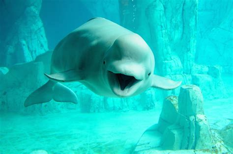Beluga Whale Wallpapers Top Free Beluga Whale Backgrounds