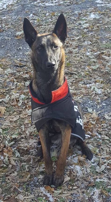 At around 8 weeks old, start training the puppy with simple commands like, sit, stay, and come. Zena; 6 month old Belgian Malinois female | Belgian ...