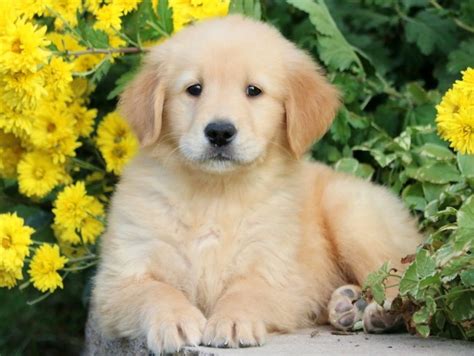 Why buy a golden retriever puppy for sale if you can adopt and save a life? Golden Retriever Puppies For Sale | Puppy Adoption ...