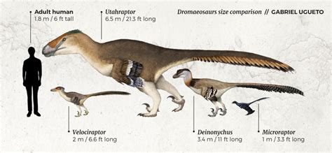 Utahraptor Size Comparison