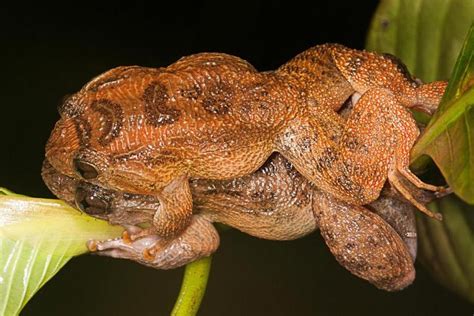 Seventh Frog Sex Position Discovered In India