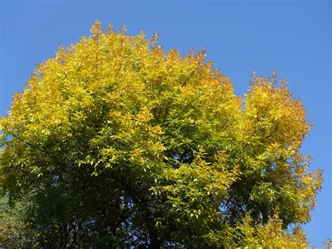 Green Ash Information Tips For Growing Green Ash Trees