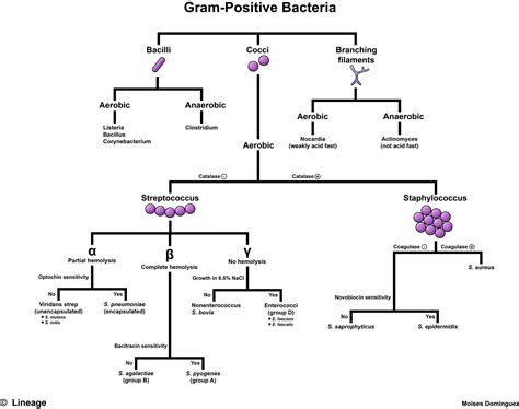 Bacillus Taxonomy