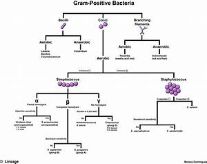 Gram Positive Bacteria Overview Identification Algorithm Grepmed