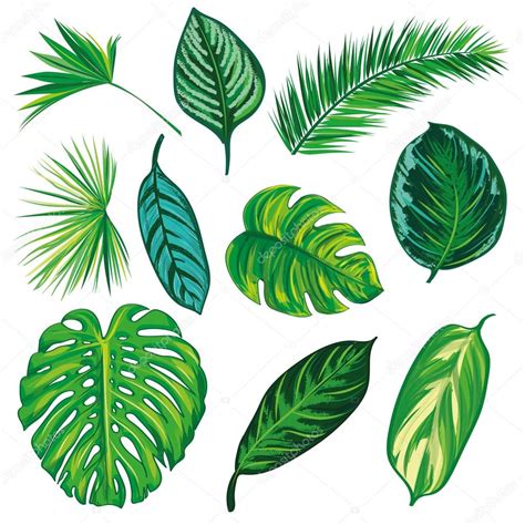 Tropical Leaves Collection Isolate Vector Set Stock Vector Image By Mskorchenko Gmail