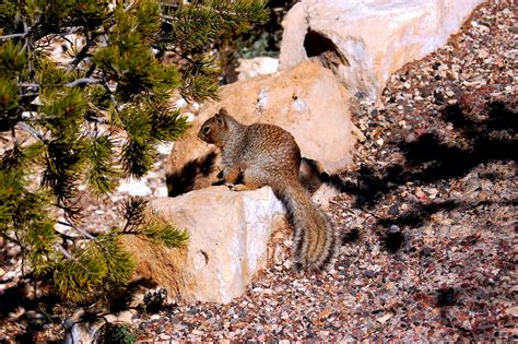 Grand Canyon Squirrel Grand Canyon Canyon Trip