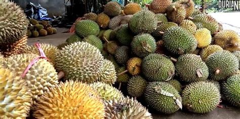 Tips Memilih Buah Durian Yang Matang, Manis dan Berdaging Tebal | Artikel