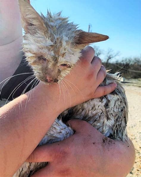 Blind Cat ‘nado Rescued From The Rubble Of Texas Animal Shelter